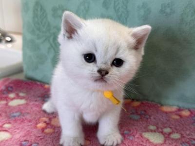 Evette - British Shorthair - Gallery Photo #1