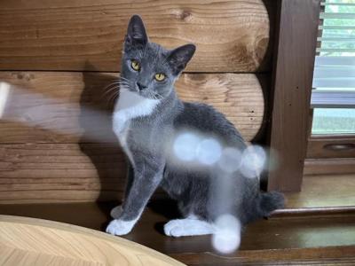 Bobtail American Girl - American Bobtail - Gallery Photo #1
