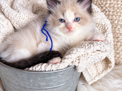 Waylon - Ragdoll - Gallery Photo #1