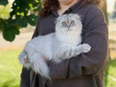 Blue Spotted Scottish Fold Longhair - Scottish Fold - Gallery Photo #1