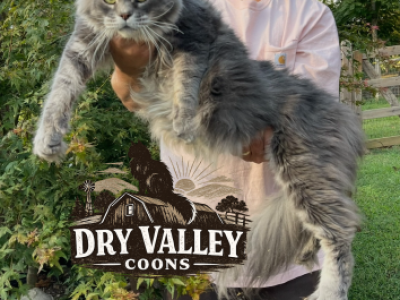 Blk Silver Tabby - Maine Coon - Gallery Photo #1