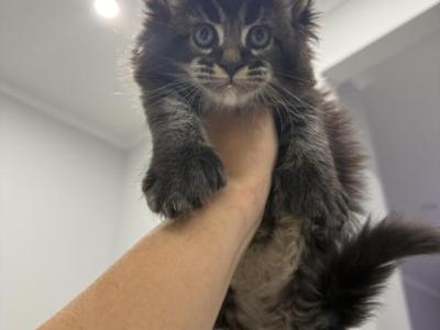 Jack - Maine Coon - Gallery Photo #1