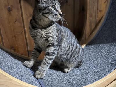 American Cat American Bobtail - American Bobtail - Gallery Photo #1