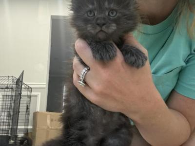 Jane - Maine Coon - Gallery Photo #1