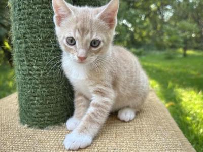 American Bobtail Kittens Usa Breed - American Bobtail - Gallery Photo #1