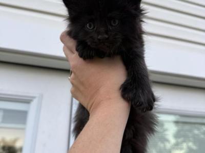 Jason - Maine Coon - Gallery Photo #1