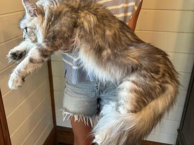 XXL Tabby Boy - Maine Coon - Gallery Photo #1