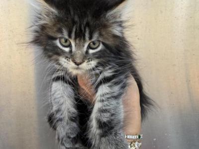Brown Silver Tabby - Maine Coon - Gallery Photo #1