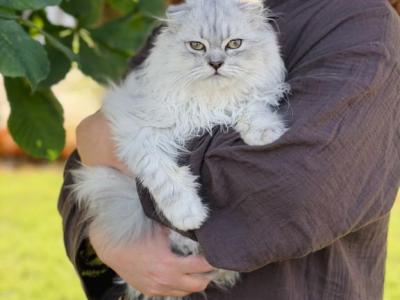 Blue Spotted Scottish Fold Lh - Scottish Fold - Gallery Photo #1