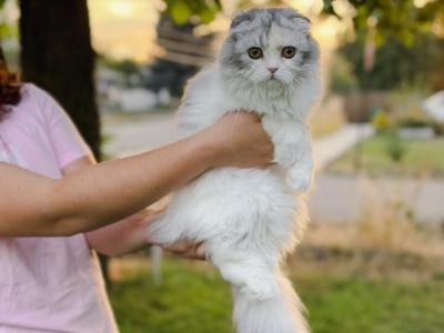 Scottish Fold Longhair Blue Bicolor Girl - Scottish Fold - Gallery Photo #1