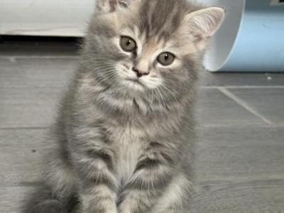 Scottish Straight Female Tabby Kitten - Scottish Fold - Gallery Photo #1