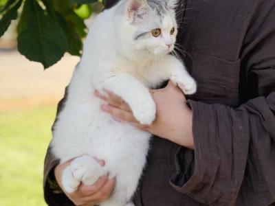Scottish Straight Dilute Calico Girl - Scottish Straight - Gallery Photo #1