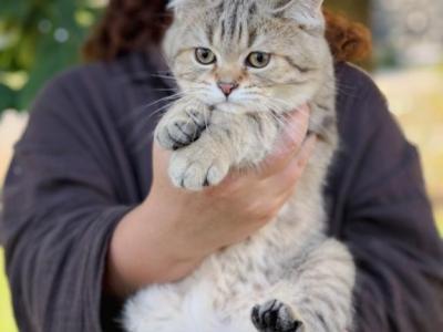 Black Golden Spotted British Shorthair Boy - British Shorthair - Gallery Photo #1