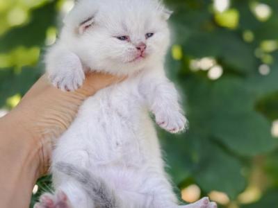 Color Point British Shorthair Boy - British Shorthair - Gallery Photo #1
