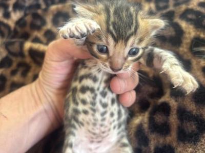 3 Females - Bengal - Gallery Photo #1