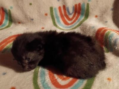 Precious Litter - Manx - Gallery Photo #1