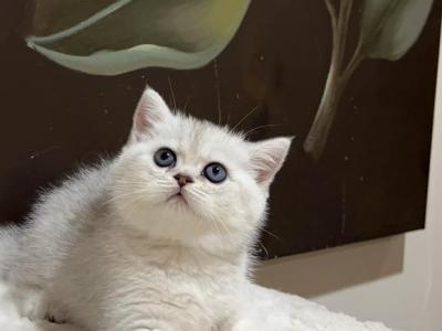 British Silver Chinchilla Kittens - British Shorthair - Gallery Photo #1