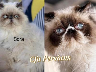 Sora Babys - Persian - Gallery Photo #1