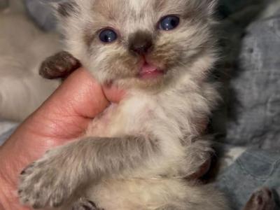 Mishka Litter - Persian - Gallery Photo #1