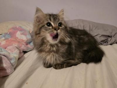 Munchkin Girl - Munchkin - Gallery Photo #1