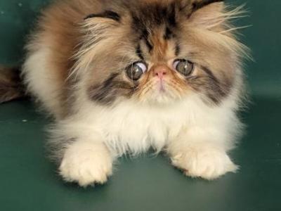 Roksolana - Persian - Gallery Photo #1
