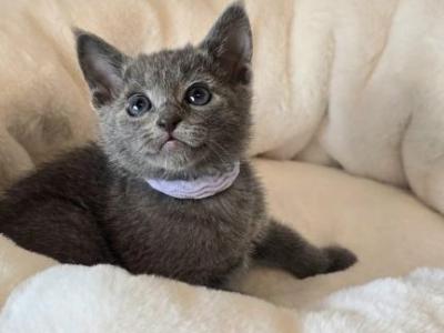 Usher - Russian Blue - Gallery Photo #1