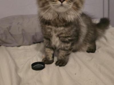 Brown Tab Boy - Minuet - Gallery Photo #1