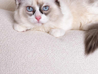 Dixi - Ragdoll - Gallery Photo #1