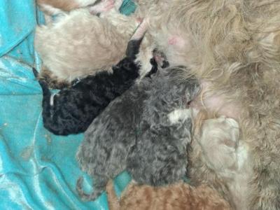 Tica Selkirk Rex Kittens - Selkirk Rex - Gallery Photo #1