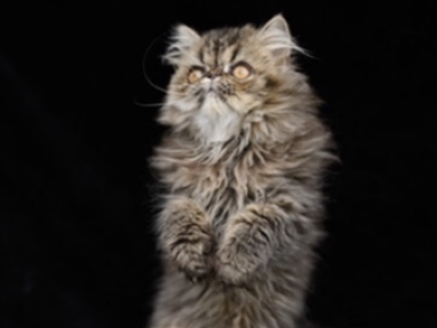 COCO - Persian - Gallery Photo #1