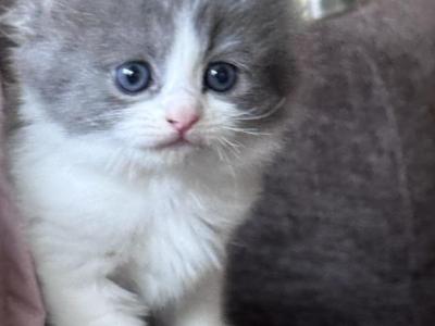 Grey And White Female Perdoll - Persian - Gallery Photo #1