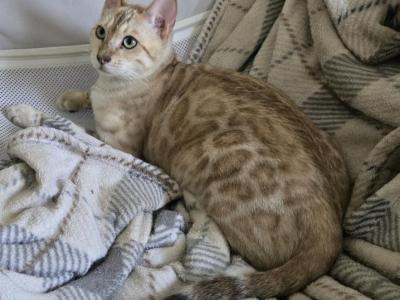 Charlie - Bengal - Gallery Photo #1