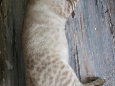 Sammy - Bengal - Gallery Photo #1