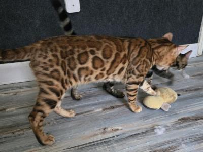 Dale - Bengal - Gallery Photo #1