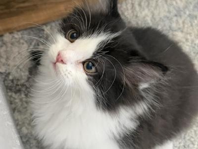 Persian Mix - Persian - Gallery Photo #1