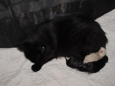 Kittens Deposit - Ragdoll - Gallery Photo #1