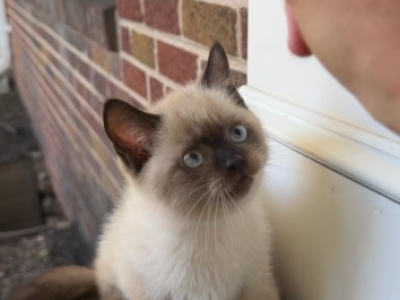 Siamese - Siamese - Gallery Photo #1