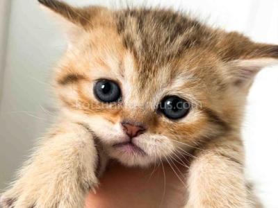 Dolly Cheetah Cub Baby Girl - Scottish Straight - Gallery Photo #1