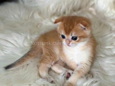 HTX Donnie Orange Scottish Fold Boy Golden Shaded - Scottish Fold - Gallery Photo #1