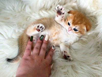 Donnie Orange Scottish Fold Boy Golden Shaded - Scottish Fold - Gallery Photo #1