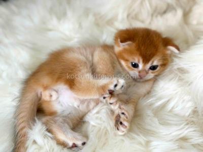 Dobbie Orange Scottish Fold Boy Golden Shaded - Scottish Fold - Gallery Photo #1