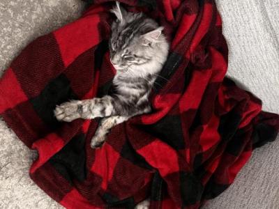 Luna - Maine Coon - Gallery Photo #1