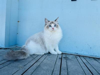 Kitty - Ragdoll - Gallery Photo #1