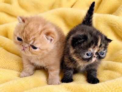 Nakiri & Blaze Tortie Female - Exotic - Gallery Photo #1