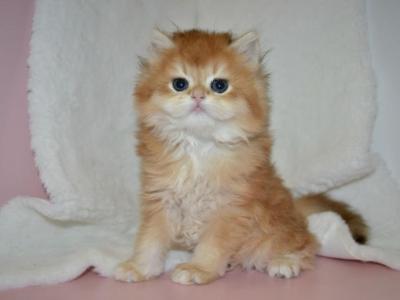 Golden British Kitten Female - British Shorthair - Gallery Photo #1