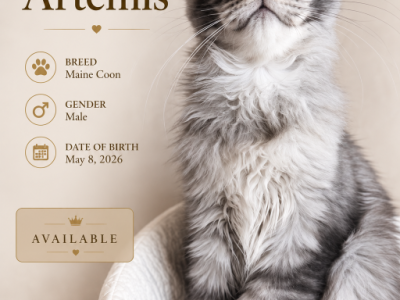 Artemis - Maine Coon - Gallery Photo #1