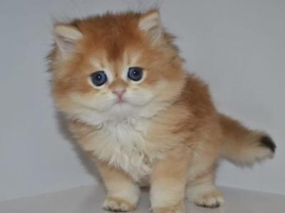 Golden British Kitten Male - British Shorthair - Gallery Photo #1