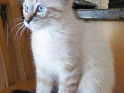 Marla Siamese Lynx - Siamese - Gallery Photo #1