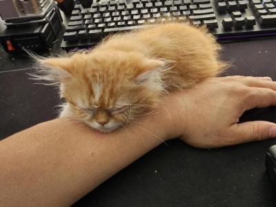 Squishy - Persian - Gallery Photo #1