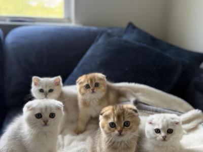 Coco And Mileys - Scottish Fold - Gallery Photo #1
